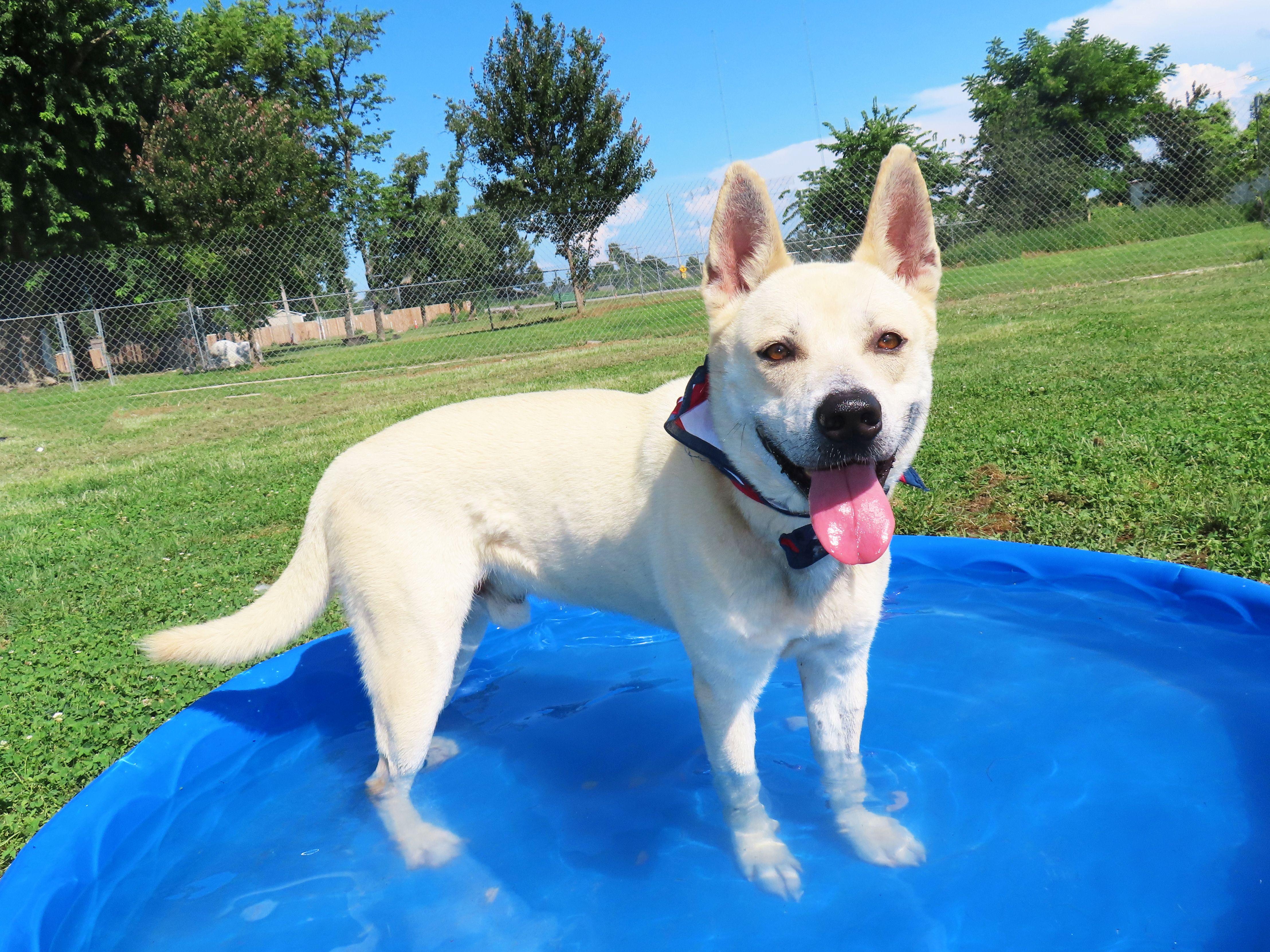 Enlarge Sir Beckham 26C-104, a ADOPTABLE mixed breed in Rogers, AR image 4/5