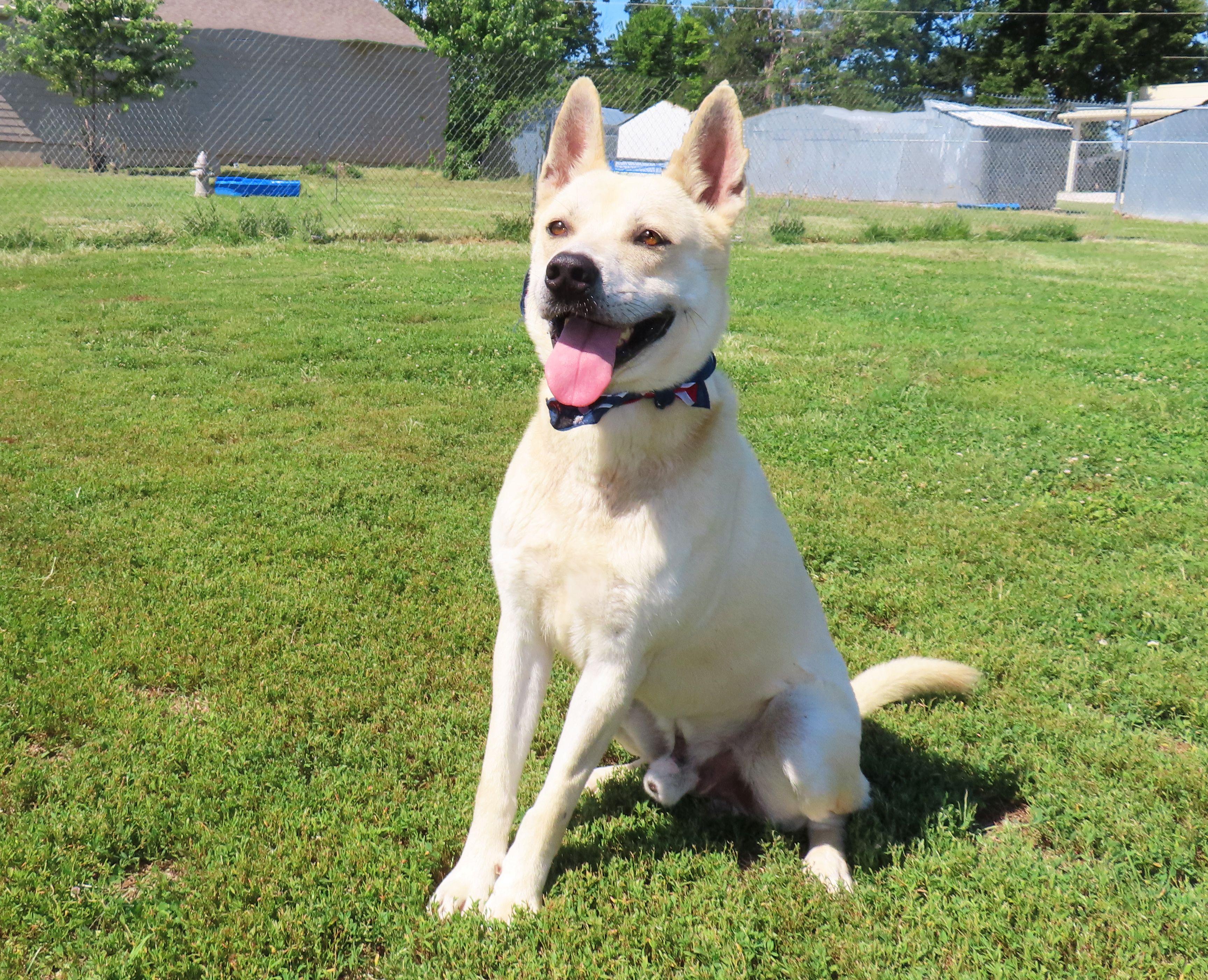 Enlarge Sir Beckham 26C-104, a ADOPTABLE mixed breed in Rogers, AR image 3/5