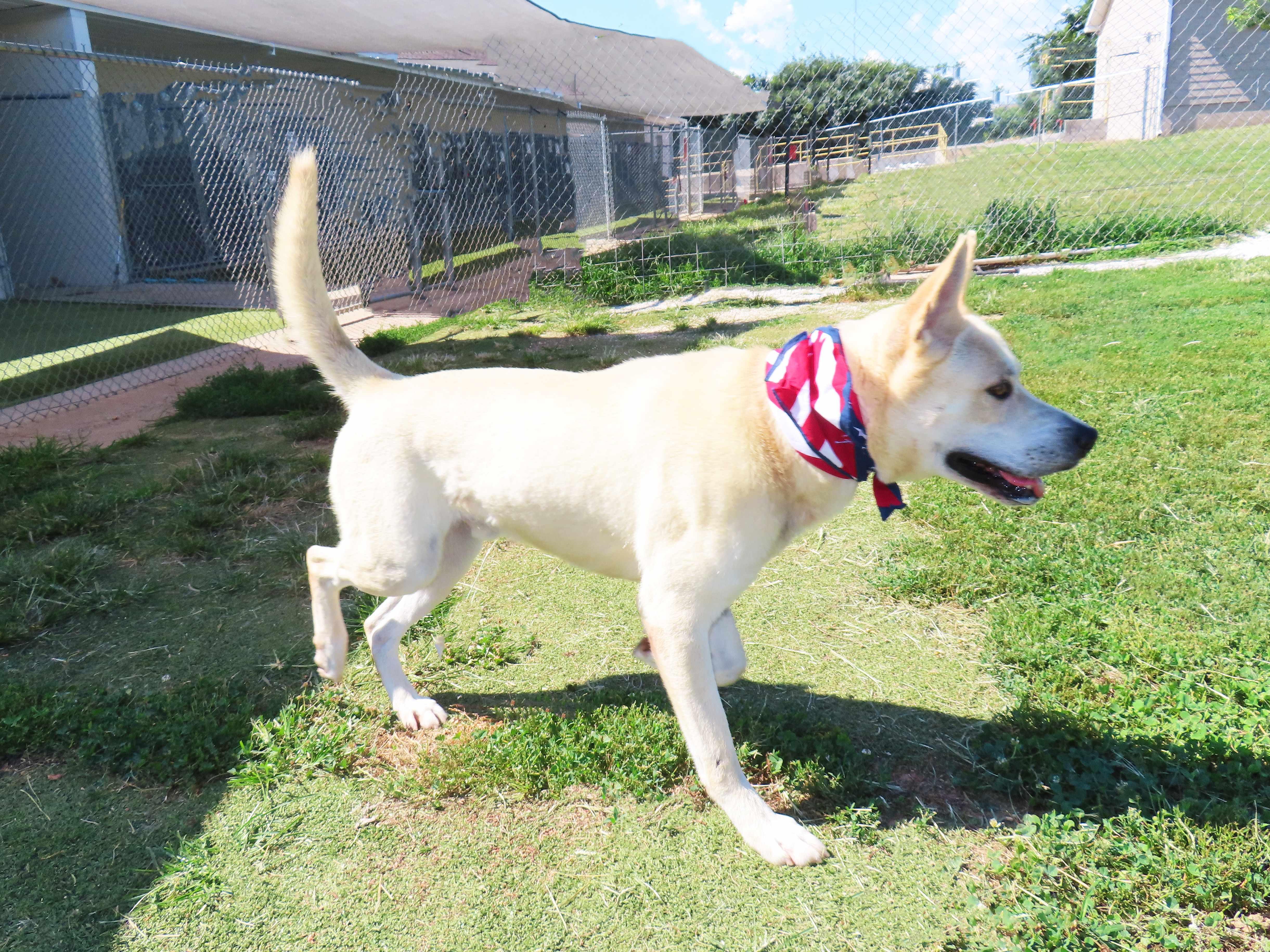Enlarge Sir Beckham 26C-104, a ADOPTABLE mixed breed in Rogers, AR image 5/5