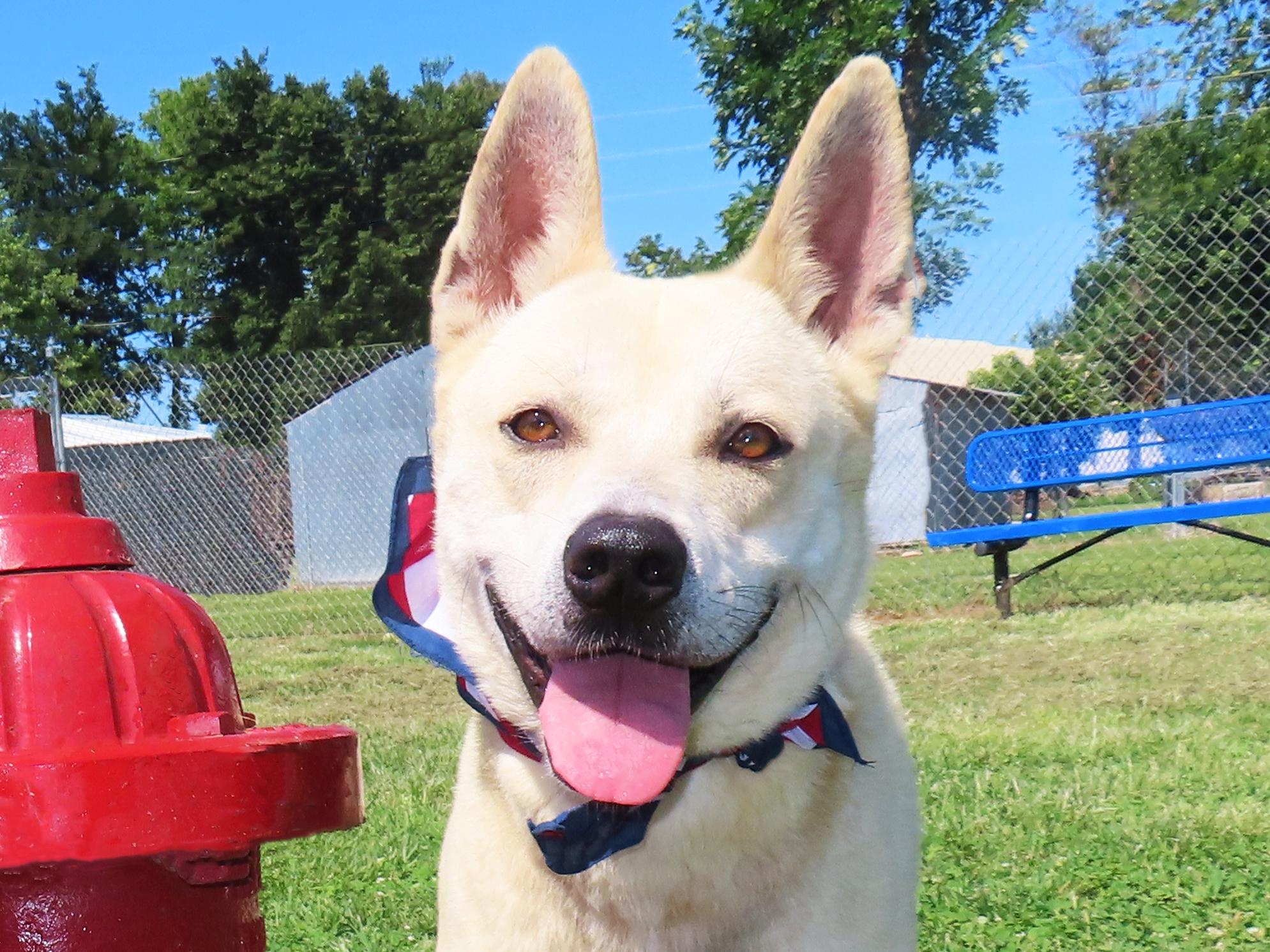 Sir Beckham 26C-104, ADOPTABLE, Young Male Carolina Dog & Shepherd.