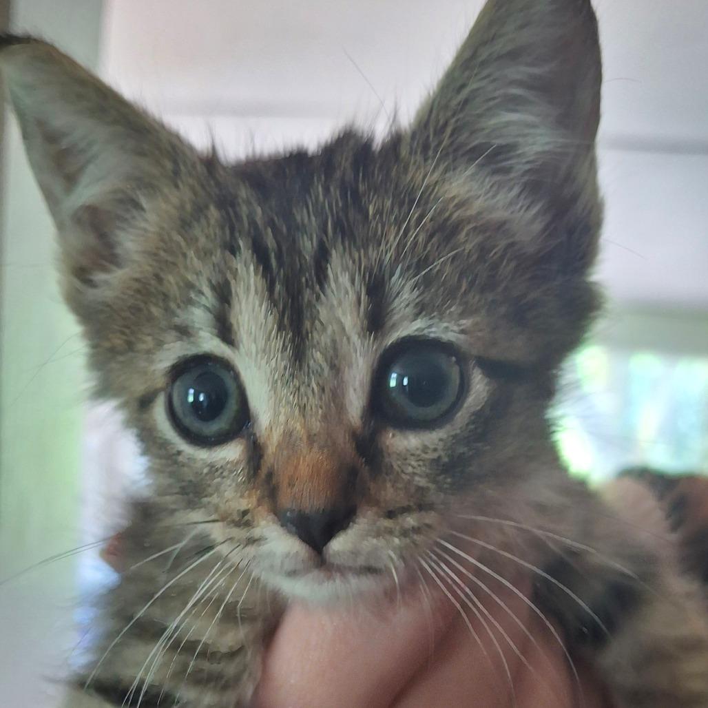 Hilda, Adoptable, Kitten Female Domestic Short Hair.