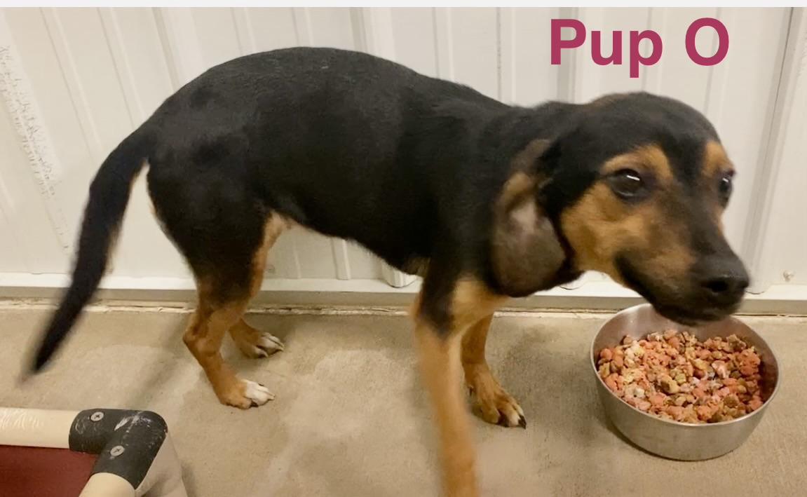 Enlarge Pup O, a ADOPTABLE Mixed Breed in Pomeroy, OH image 3/4