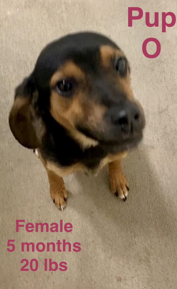 Pup O, ADOPTABLE, Puppy Female Mixed Breed.