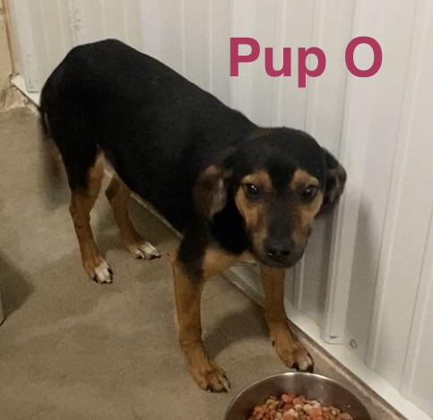 Enlarge Pup O, a ADOPTABLE Mixed Breed in Pomeroy, OH image 2/4