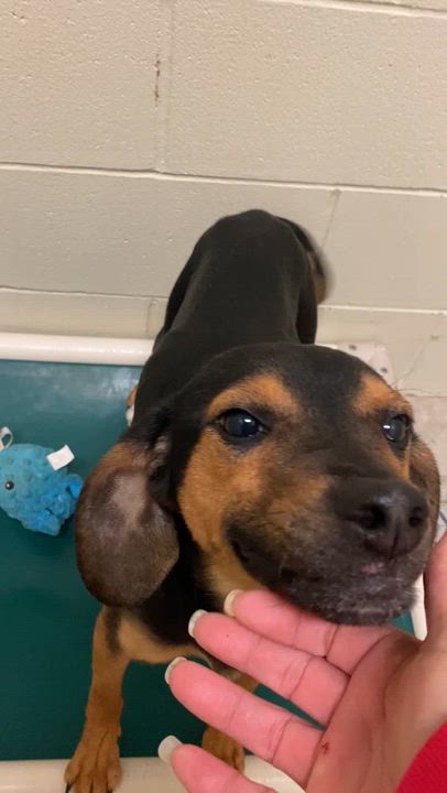 Enlarge Pup O, a ADOPTABLE Mixed Breed in Pomeroy, OH video 4/4