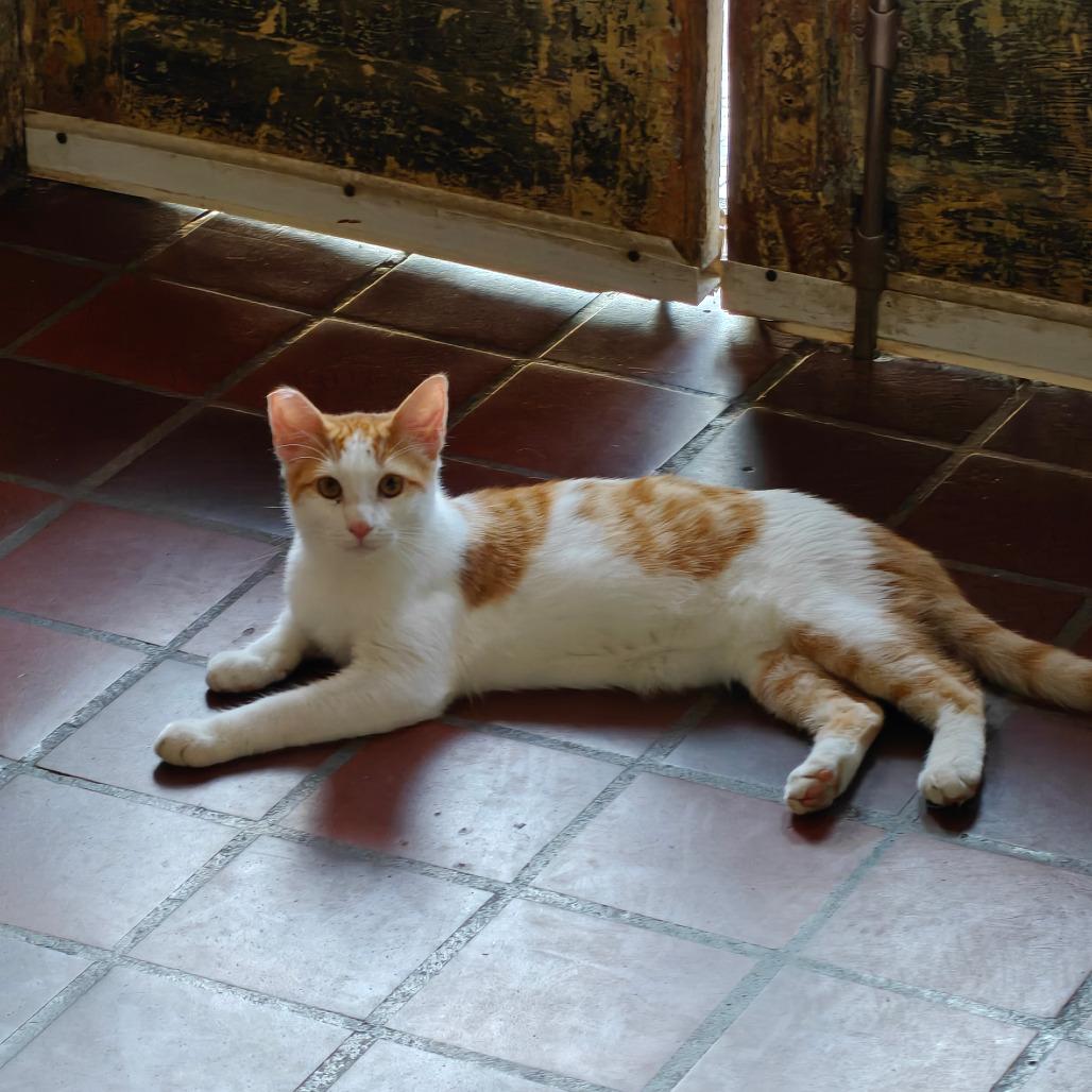 Enlarge Ivan, a Adoptable Domestic Short Hair in New Orleans, LA image 1/1