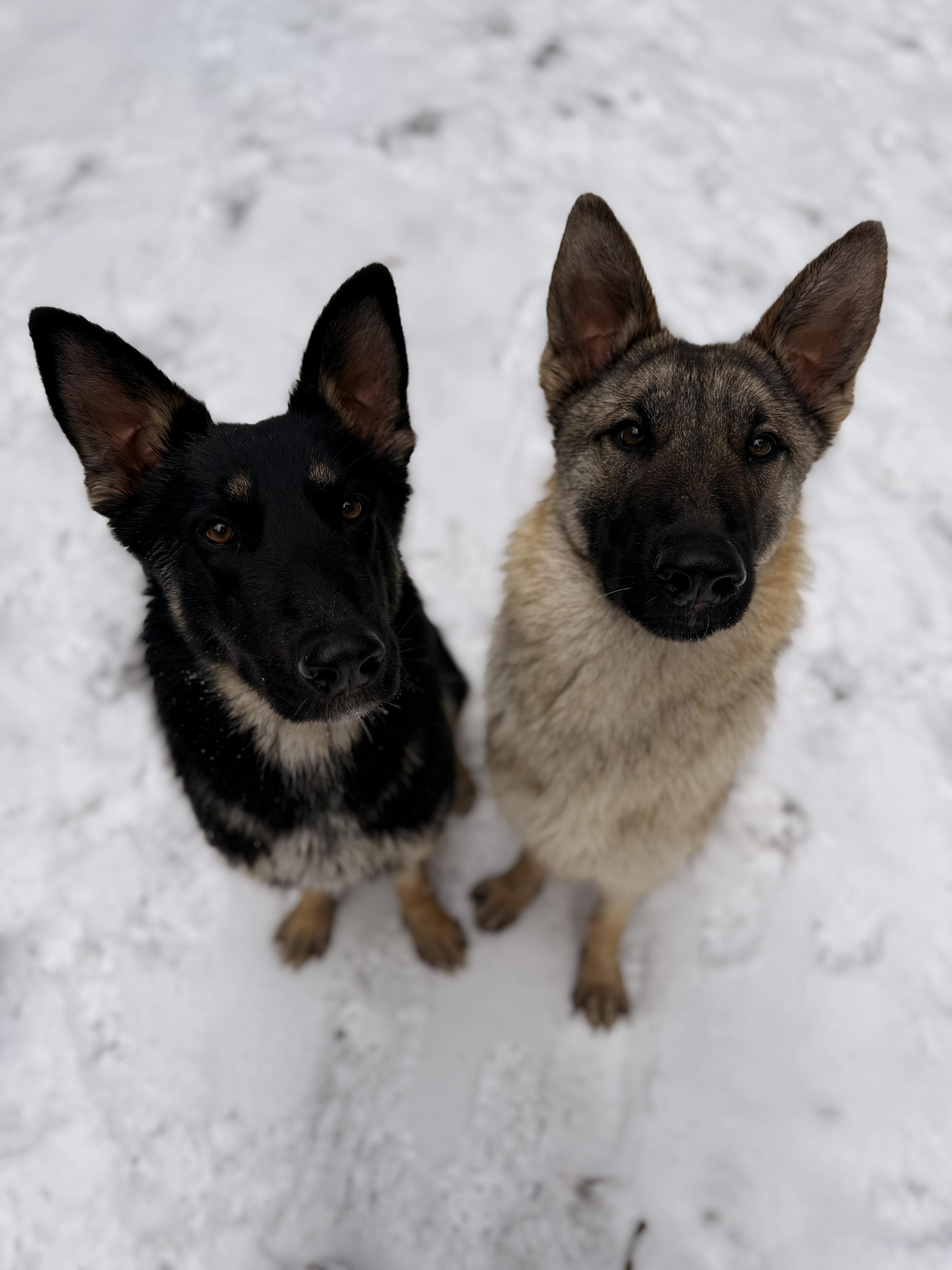 Enlarge Tikanni & Sakari , an adopted German Shepherd Dog in Milford, NY image 4/5