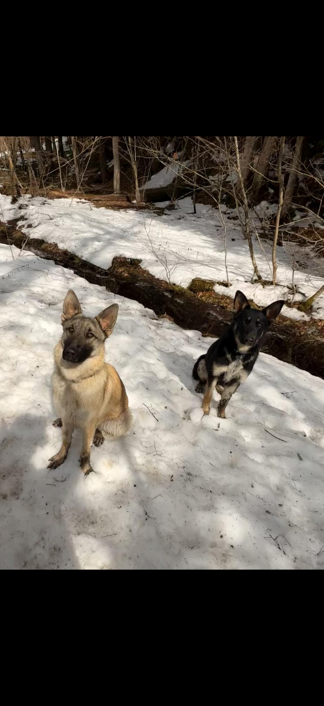 Enlarge Tikanni & Sakari , an adopted German Shepherd Dog in Milford, NY image 2/5