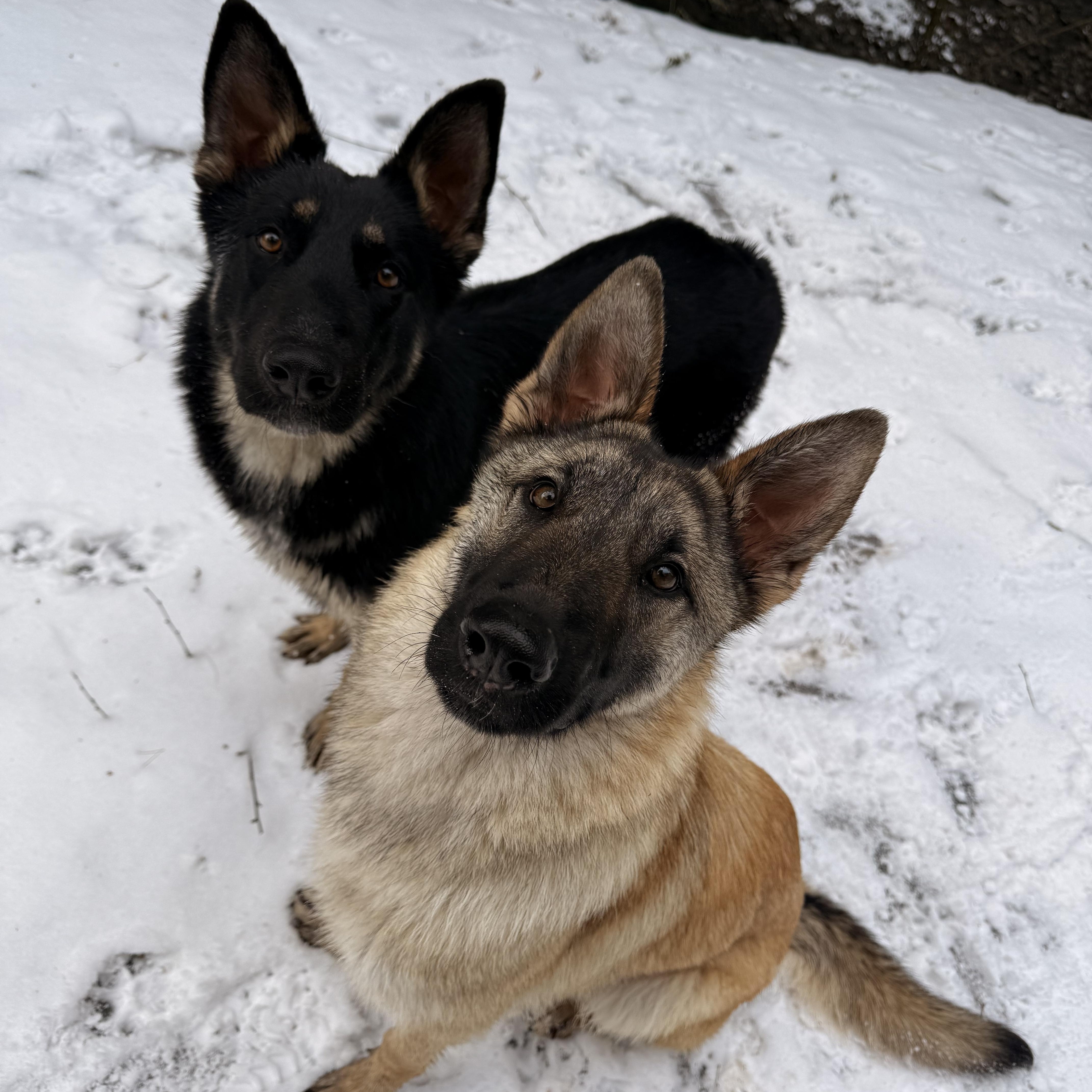 Tikanni & Sakari , adopted, Young Female German Shepherd Dog.
