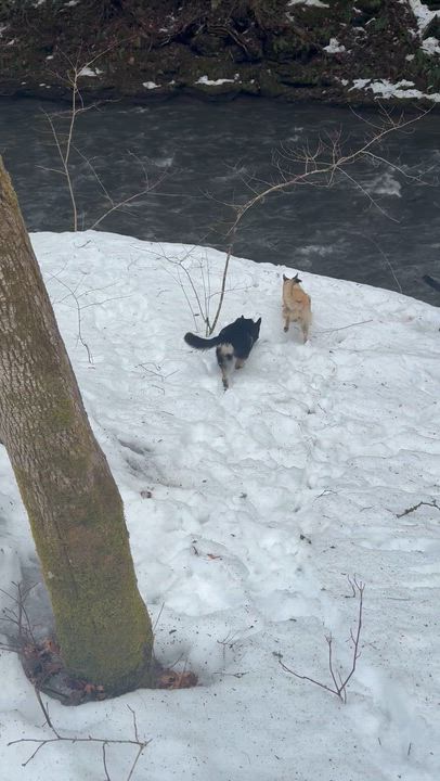 Enlarge Tikanni & Sakari , an adopted German Shepherd Dog in Milford, NY video 5/5