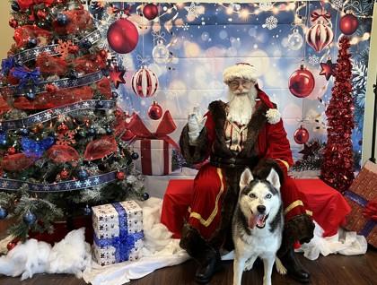 Batman, Adoptable, Adult Male Siberian Husky & Mixed Breed.