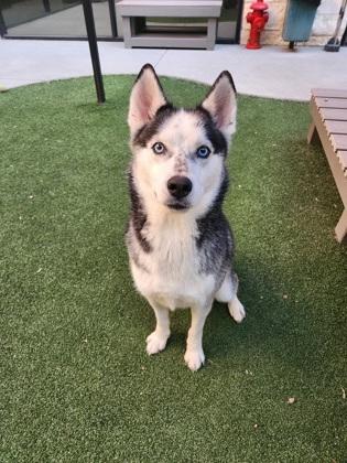 Batman, a Adoptable mixed breed in Lewisville, TX image 2/3