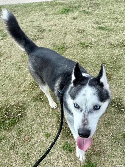 Batman, a Adoptable mixed breed in Lewisville, TX image 3/3