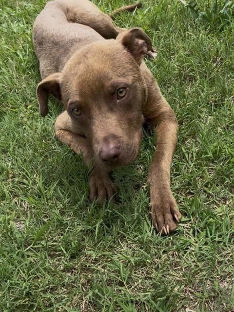 Enlarge CONAN, a Adoptable mixed breed in Chester, SC image 1/1