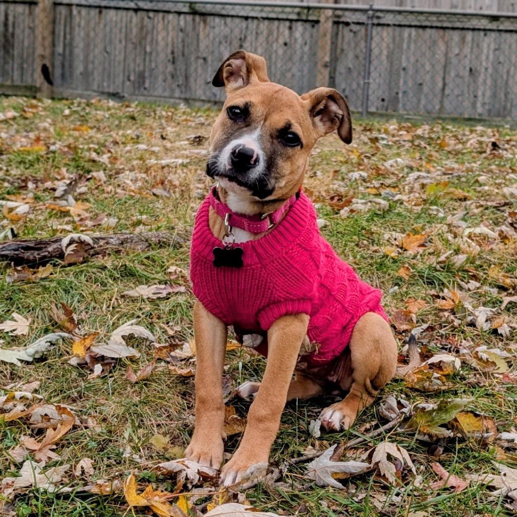Malibu, Adoptable, Puppy Female Boxer & Labrador Retriever.