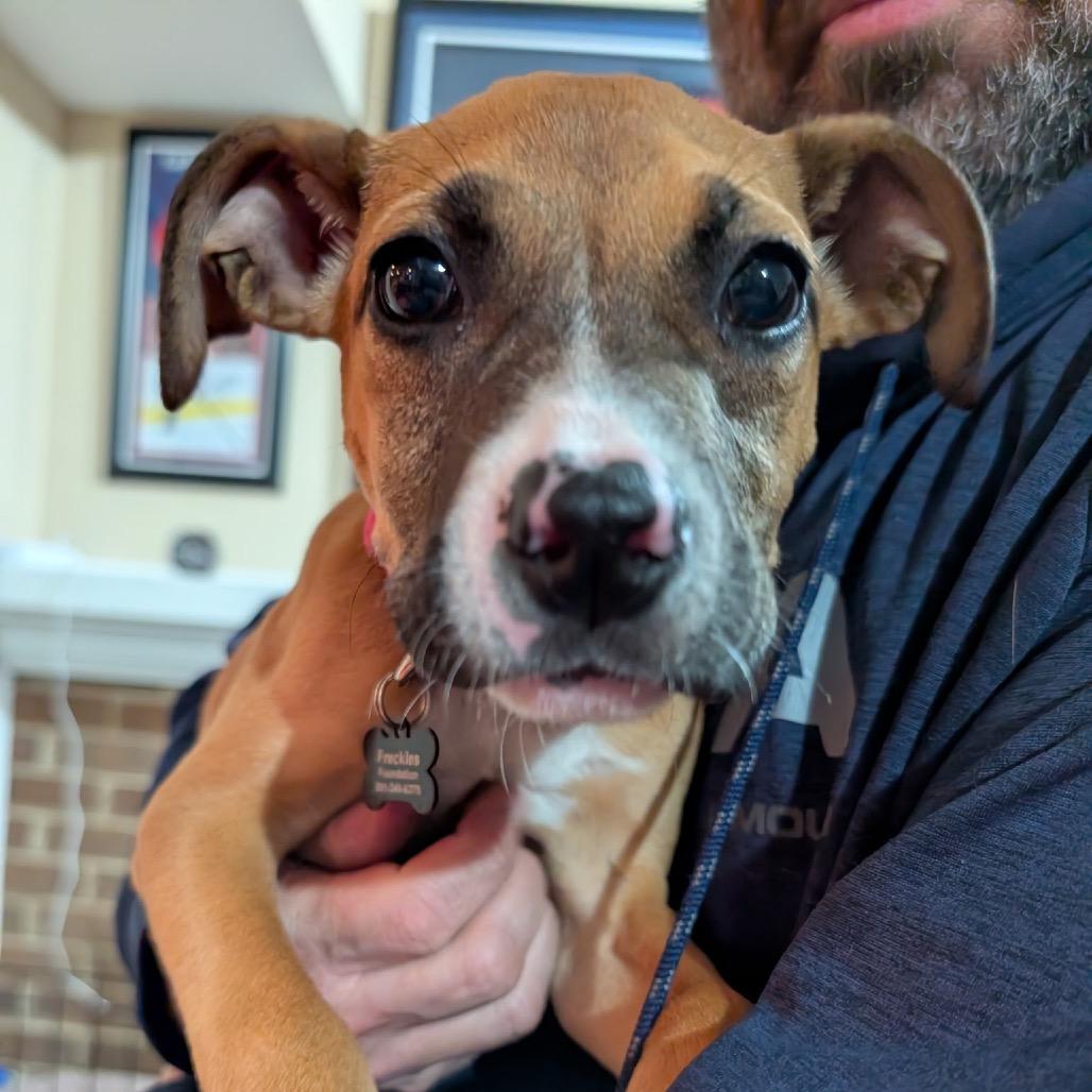 Enlarge Malibu, a Adoptable mixed breed in Silver Spring, MD image 2/6