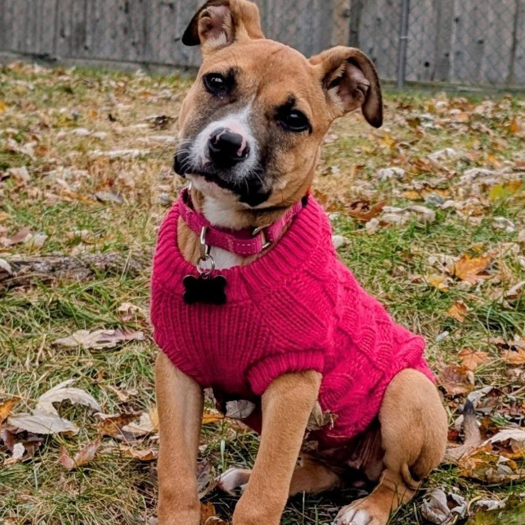 Enlarge Malibu, a Adoptable mixed breed in Silver Spring, MD image 3/6