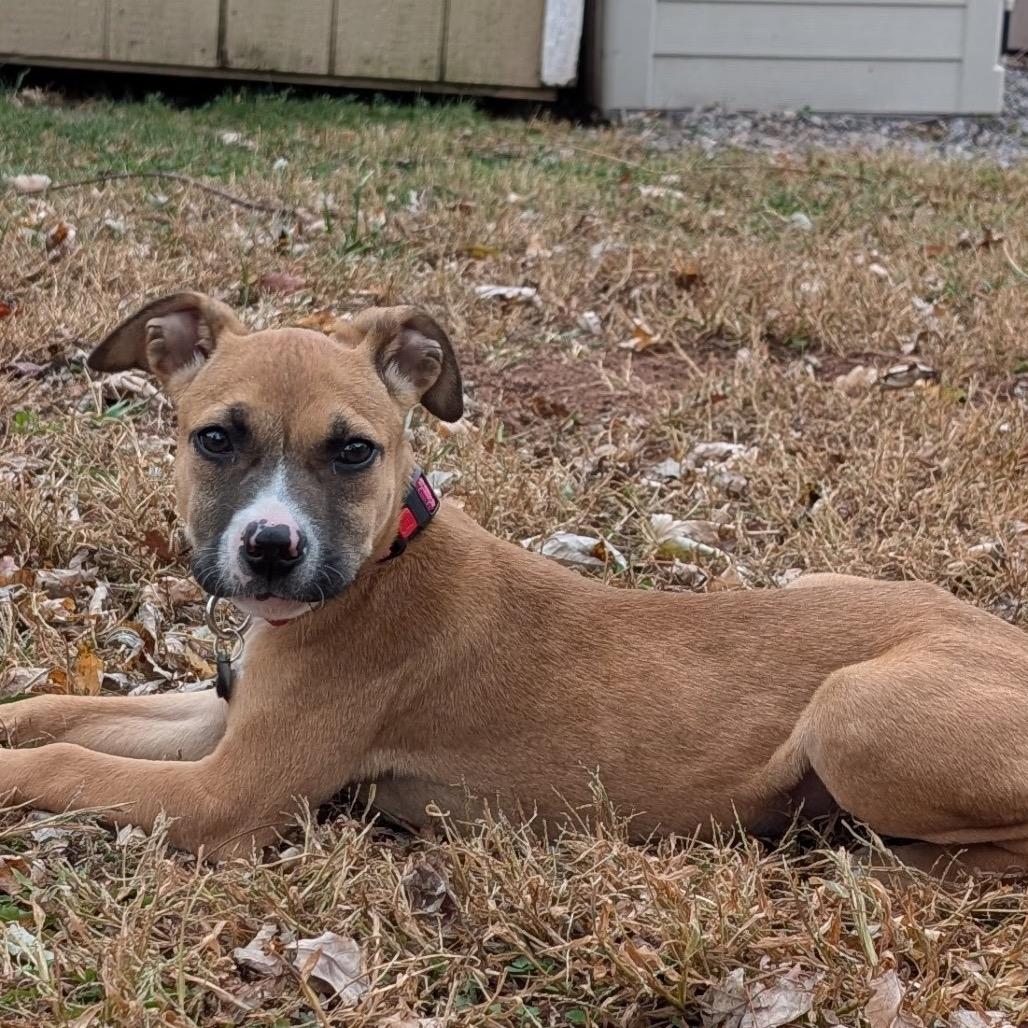 Enlarge Malibu, a Adoptable mixed breed in Silver Spring, MD image 4/6