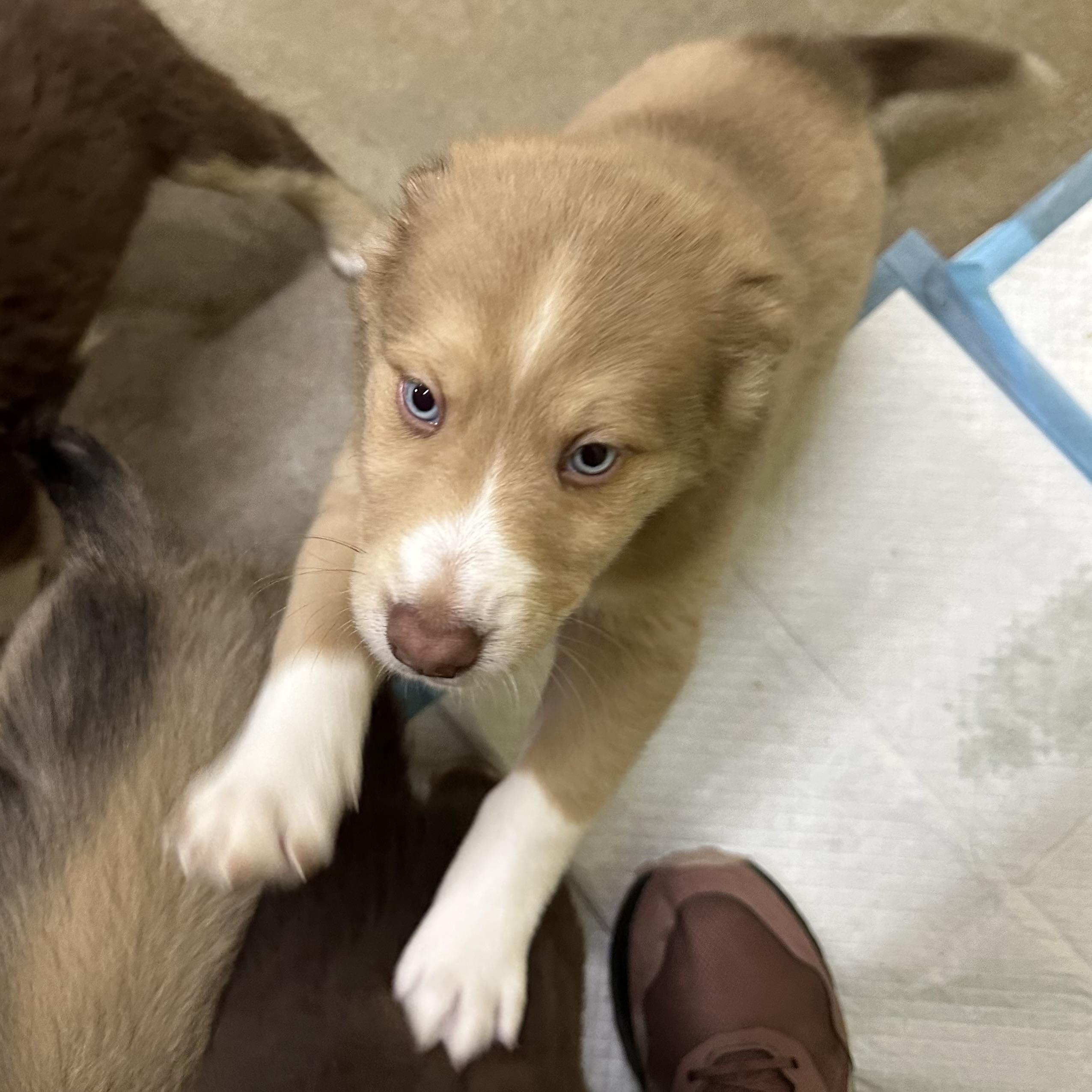 Enlarge Noah, an adopted mixed breed in Trenton, MO image 1/1