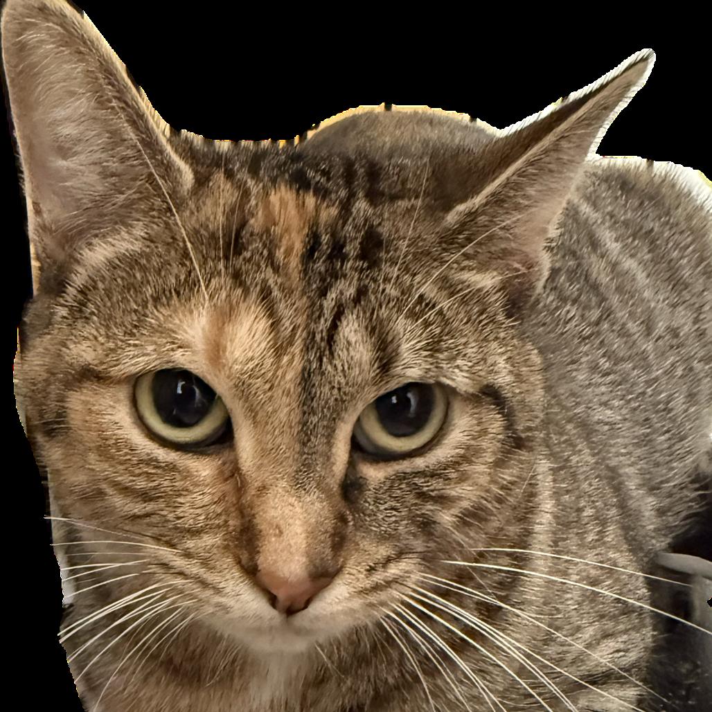 Enlarge Princess C Tucky 55192, a Adoptable Domestic Short Hair in Eaton Rapids, MI image 1/2