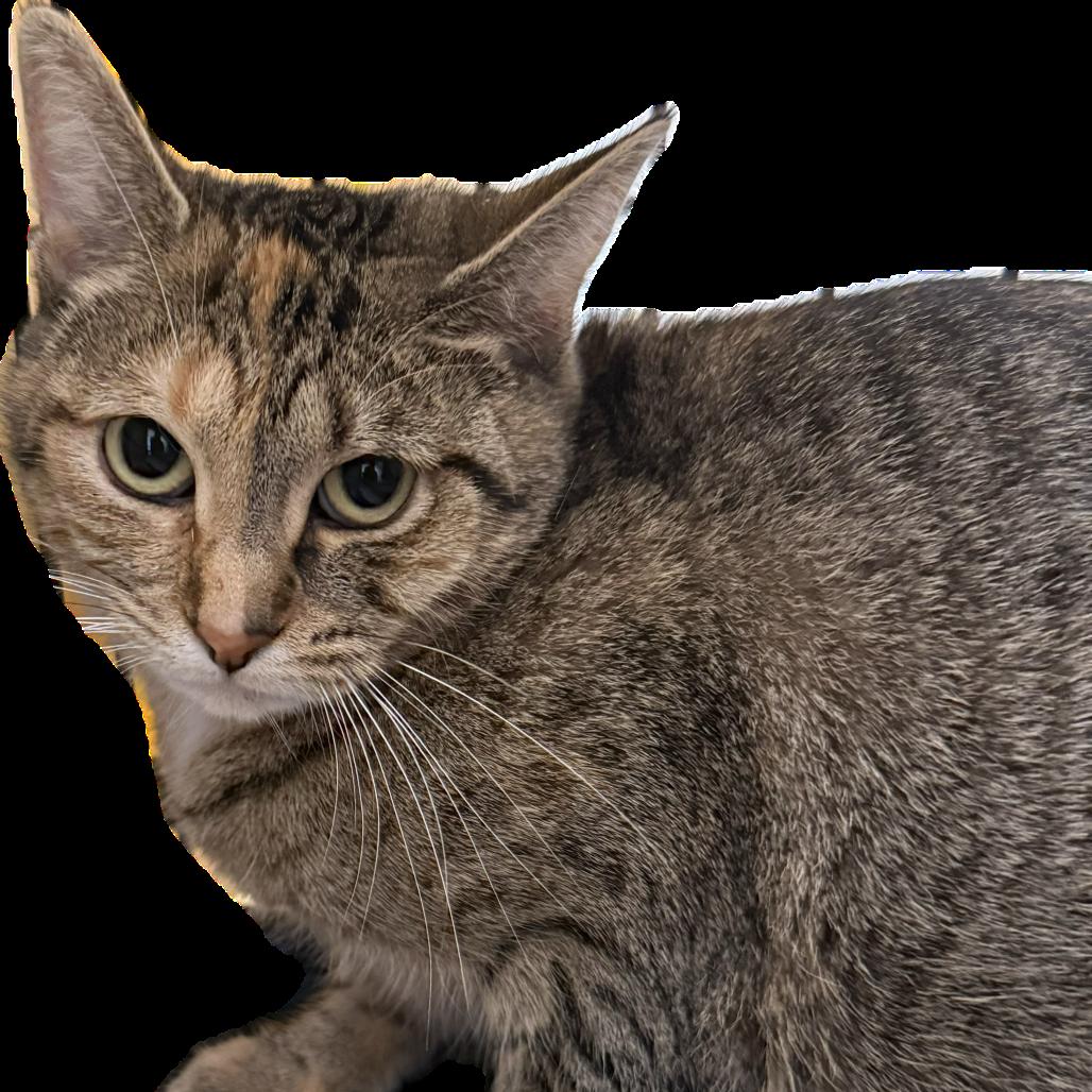 Enlarge Princess C Tucky 55192, a Adoptable Domestic Short Hair in Eaton Rapids, MI image 2/2