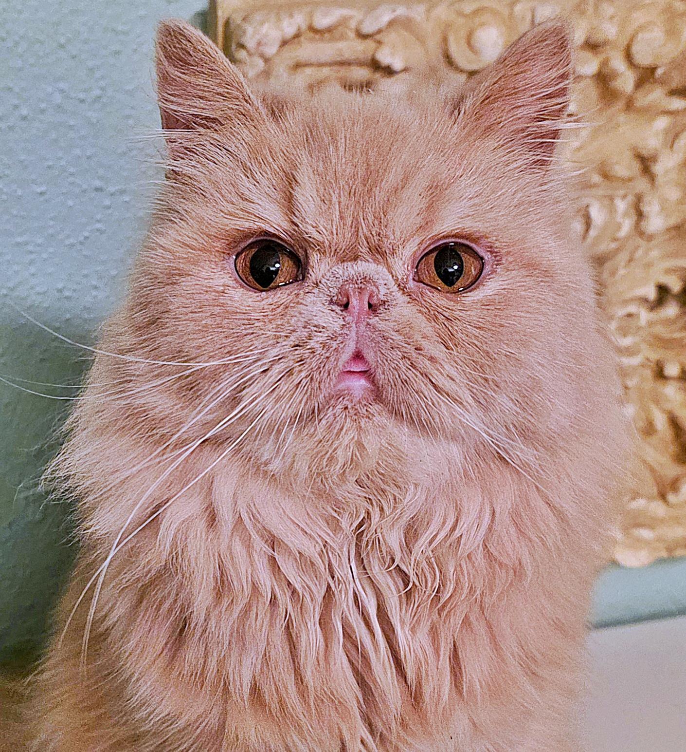 Lucie, a ADOPTABLE Persian in Converse, TX image 1/6