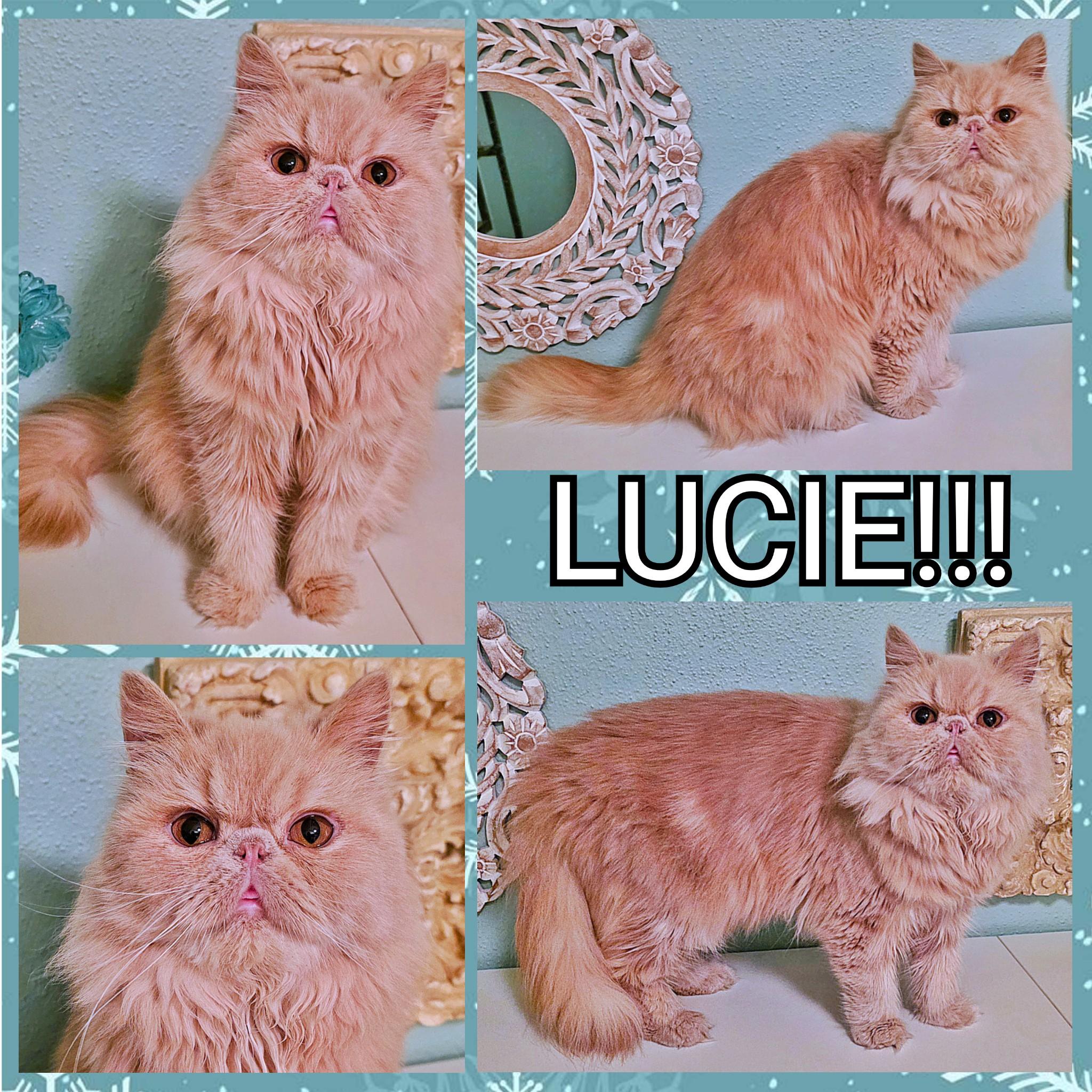 Lucie, a ADOPTABLE Persian in Converse, TX image 2/6