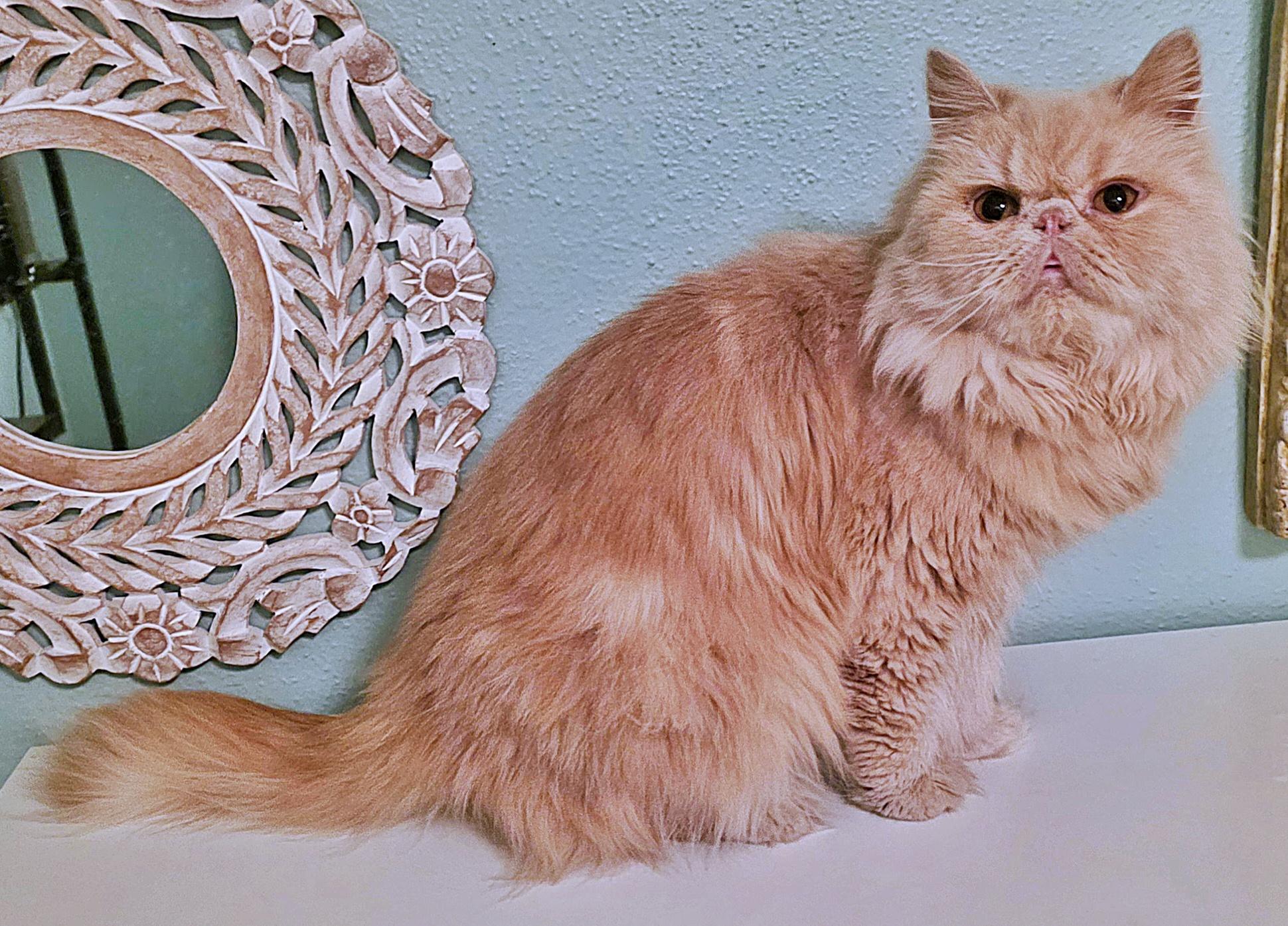 Lucie, a ADOPTABLE Persian in Converse, TX image 3/6