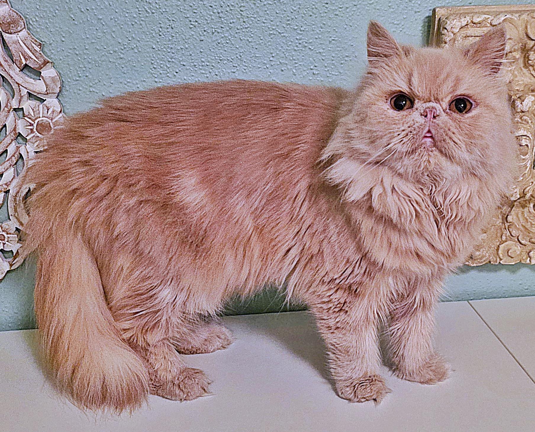 Lucie, a ADOPTABLE Persian in Converse, TX image 4/6