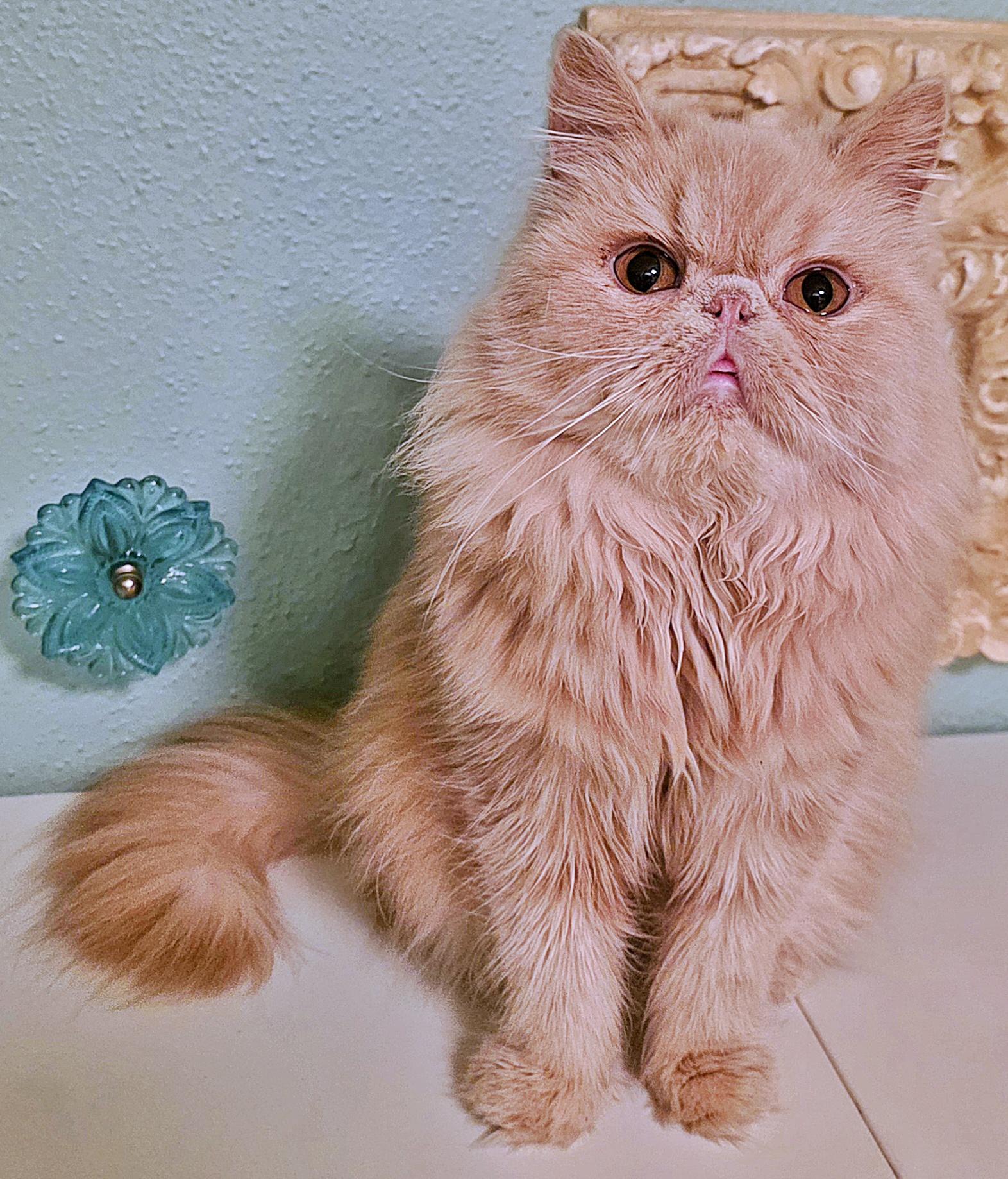 Lucie, a ADOPTABLE Persian in Converse, TX image 5/6