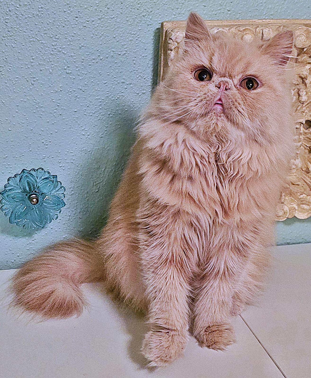 Lucie, a ADOPTABLE Persian in Converse, TX image 6/6