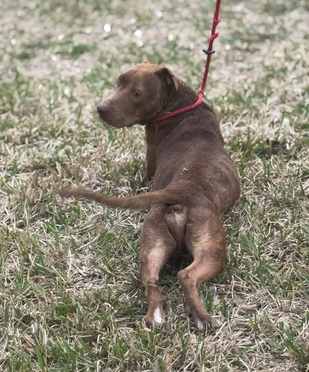 Bruce — thumbnail 3