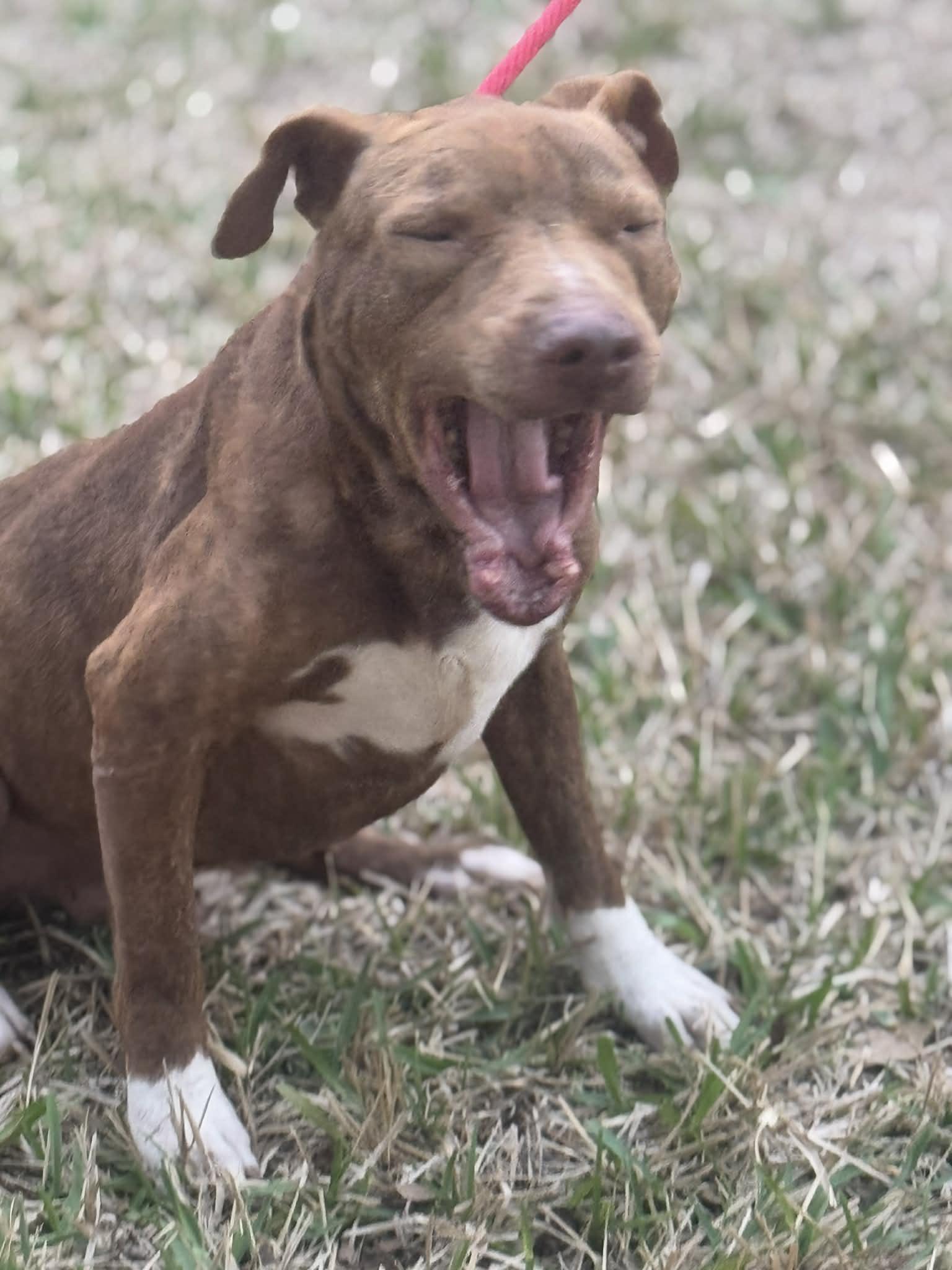 Bruce — thumbnail 5