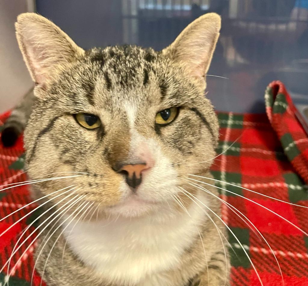 Jax, Adoptable, Young Male Domestic Short Hair.