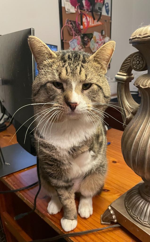 Jax, Adoptable, Young Male Domestic Short Hair.