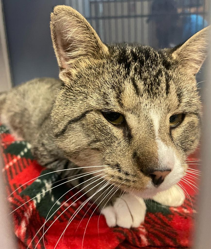 Enlarge Jax, a Adoptable mixed breed in Tulsa, OK image 4/6