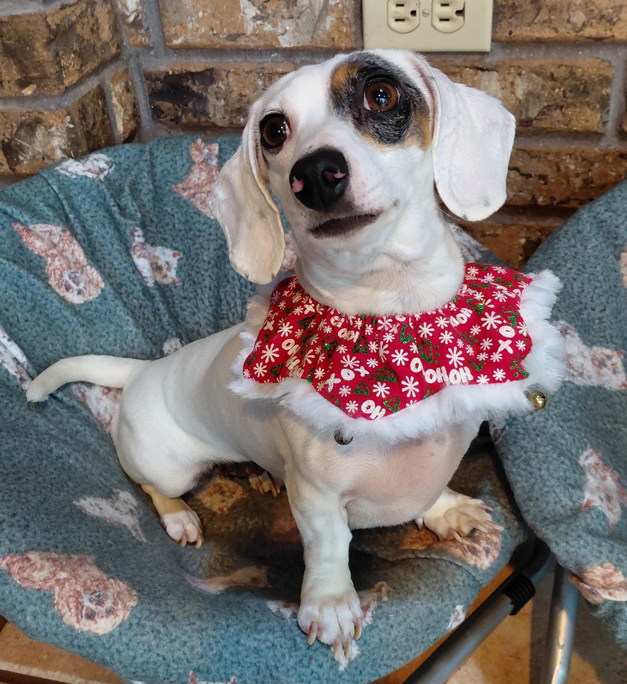 Enlarge Kimber, an adopted Dachshund in Colleyville, TX image 1/2