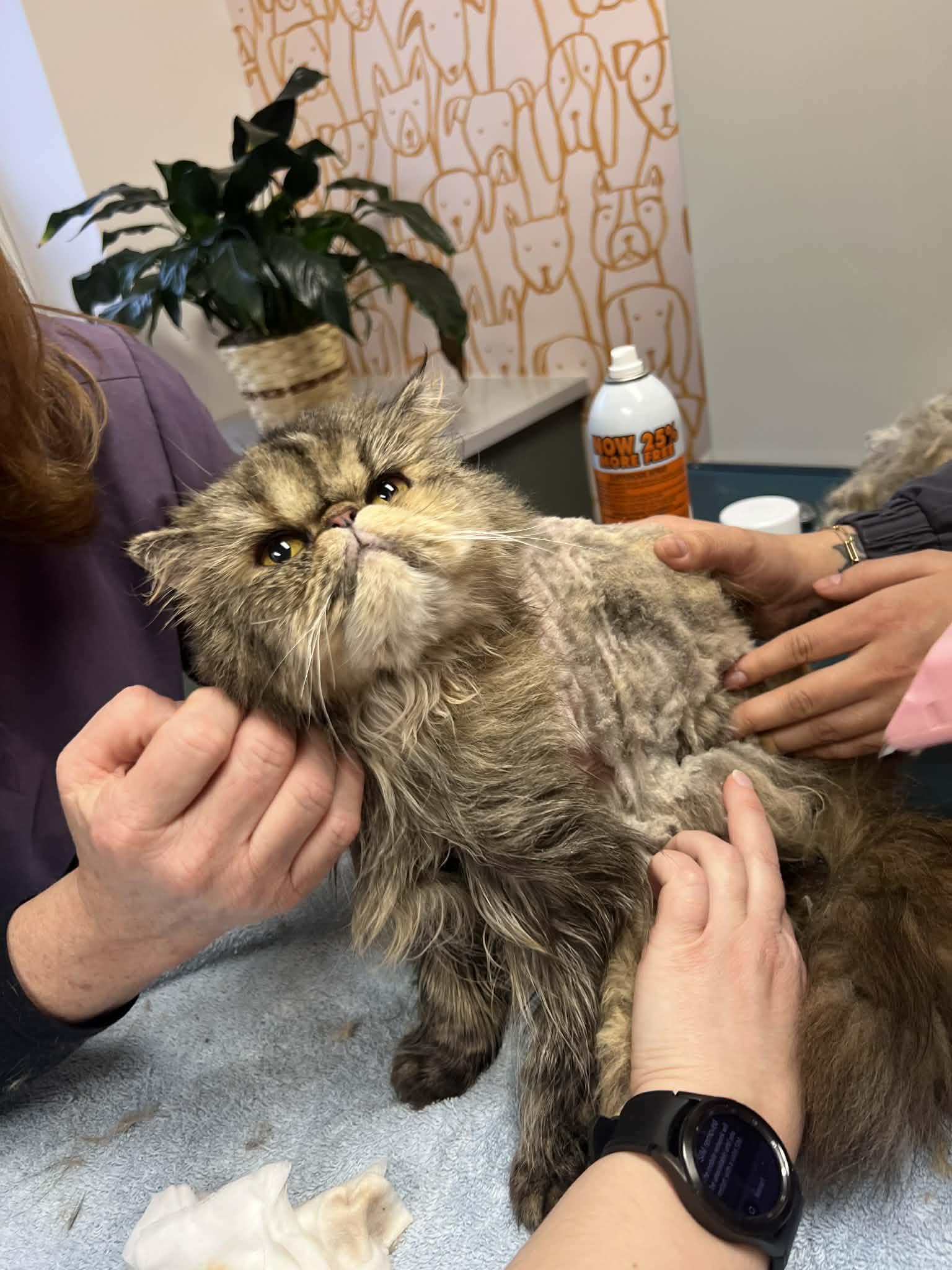 Cleopatra is an INCREDIBLE rare delight! VIDEO!! Please read FULL story before applying below!, an adopted Persian in Bedford Hills, NY image 4/6