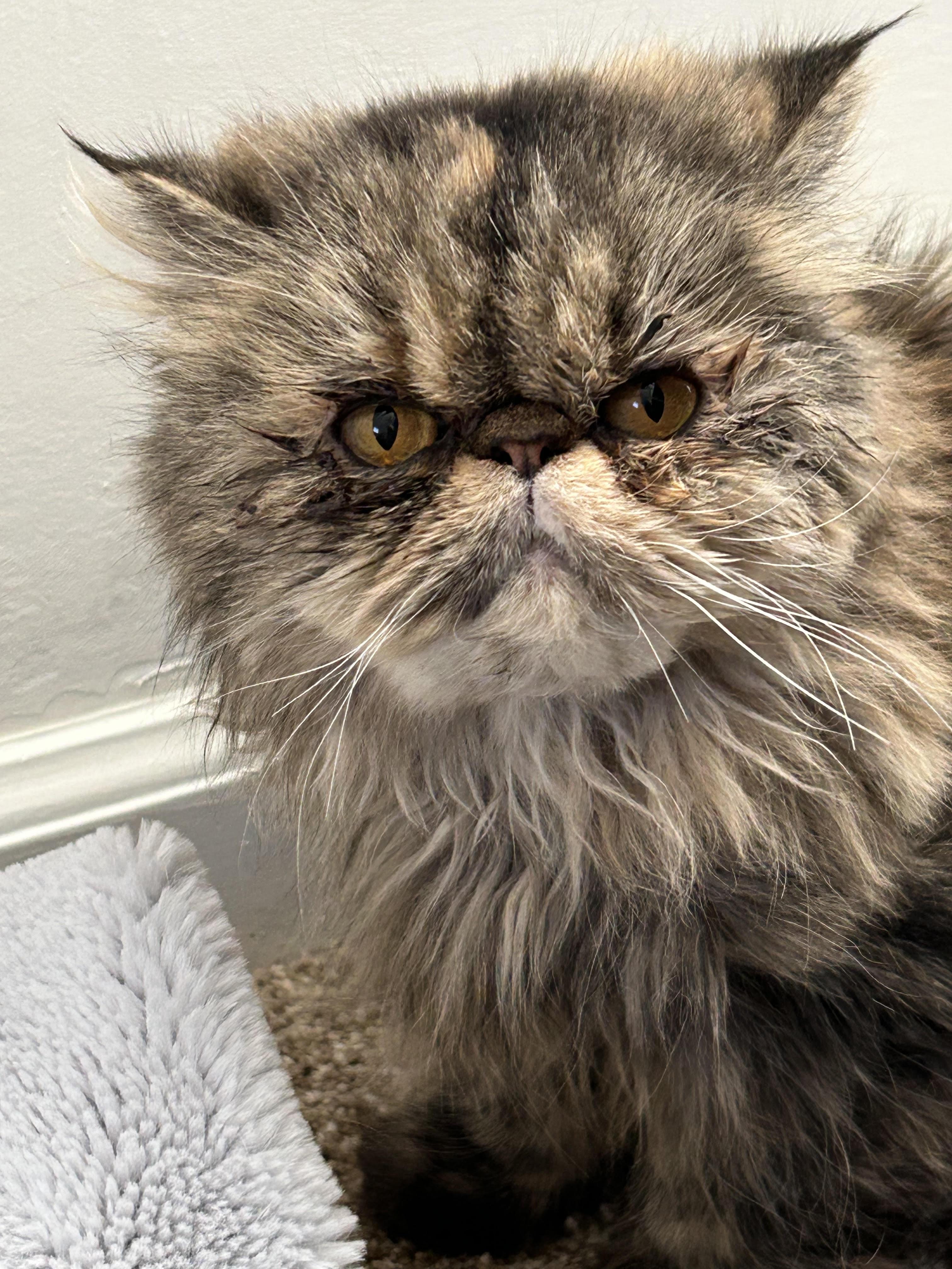Cleopatra is an INCREDIBLE rare delight! VIDEO!! Please read FULL story before applying below!, an adopted Persian in Bedford Hills, NY image 2/6