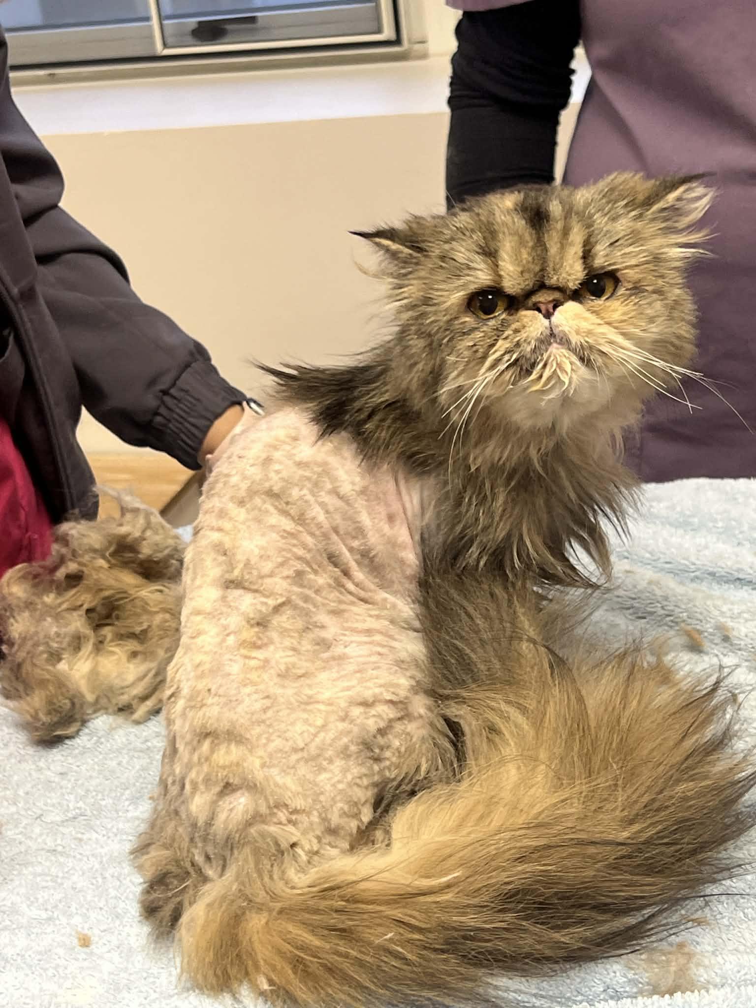 Cleopatra is an INCREDIBLE rare delight! VIDEO!! Please read FULL story before applying below!, an adopted Persian in Bedford Hills, NY image 3/6