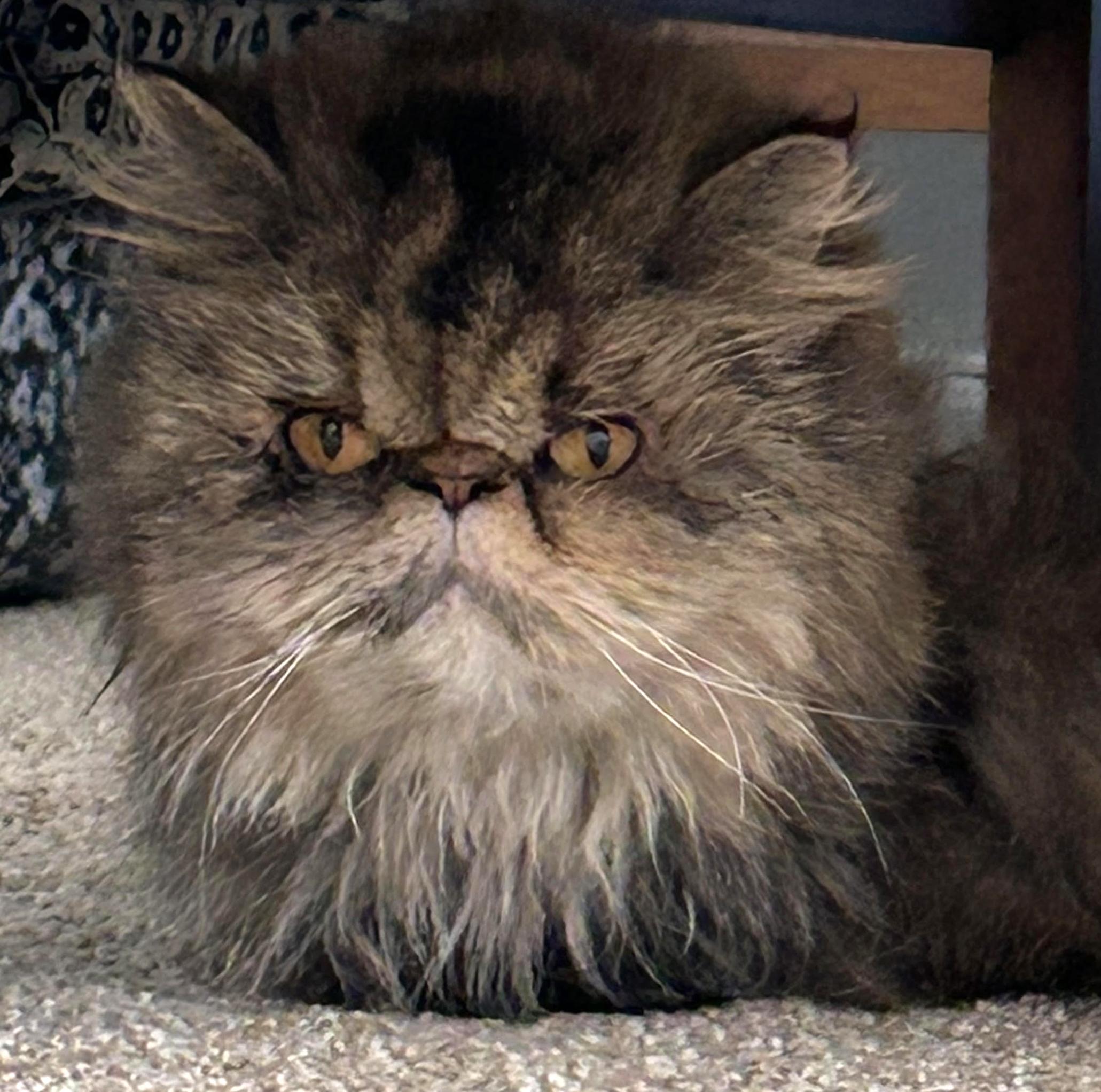 Cleopatra is an INCREDIBLE rare delight! VIDEO!! Please read FULL story before applying below!, an adopted Persian in Bedford Hills, NY image 5/6