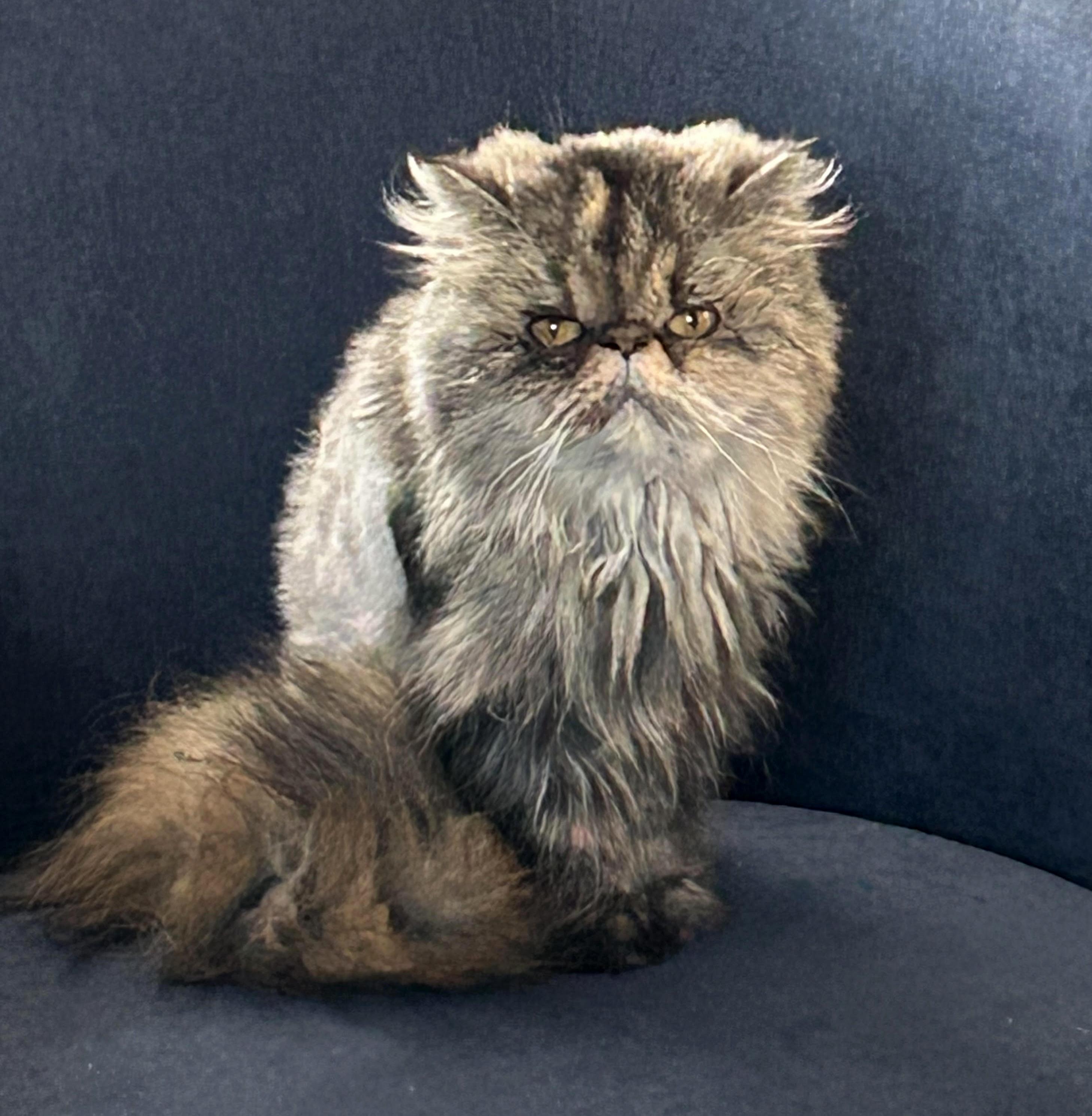 Cleopatra is an INCREDIBLE rare delight! VIDEO!! Please read FULL story before applying below!, an adopted Persian in Bedford Hills, NY image 1/6