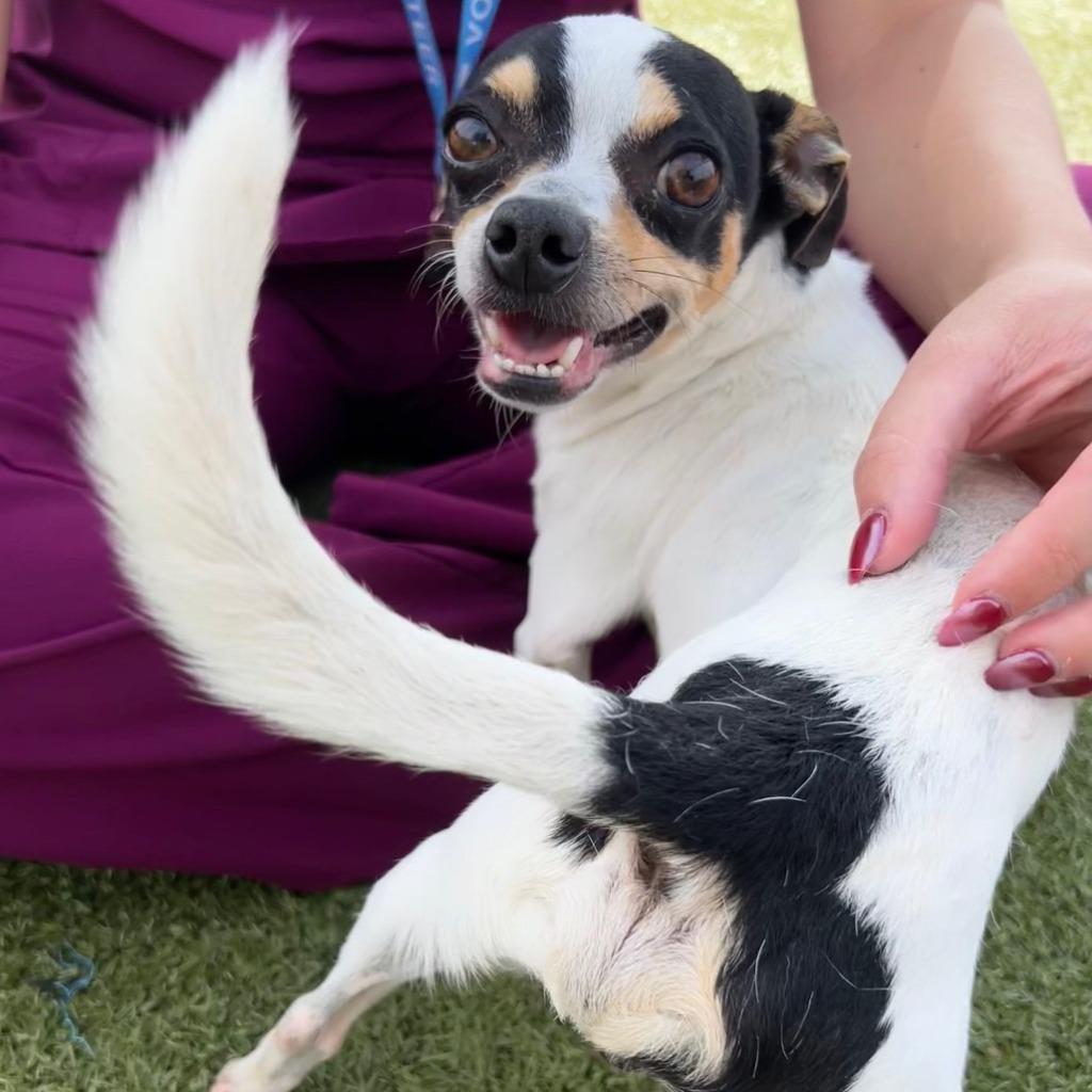 Snoopy, a Adoptable mixed breed in Bryan, TX image 1/6