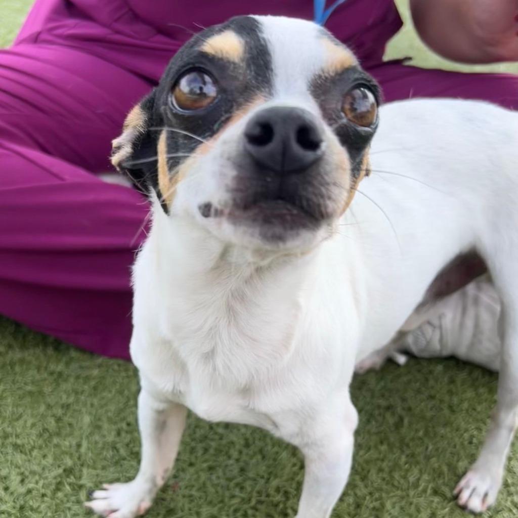 Snoopy, a Adoptable mixed breed in Bryan, TX image 2/6