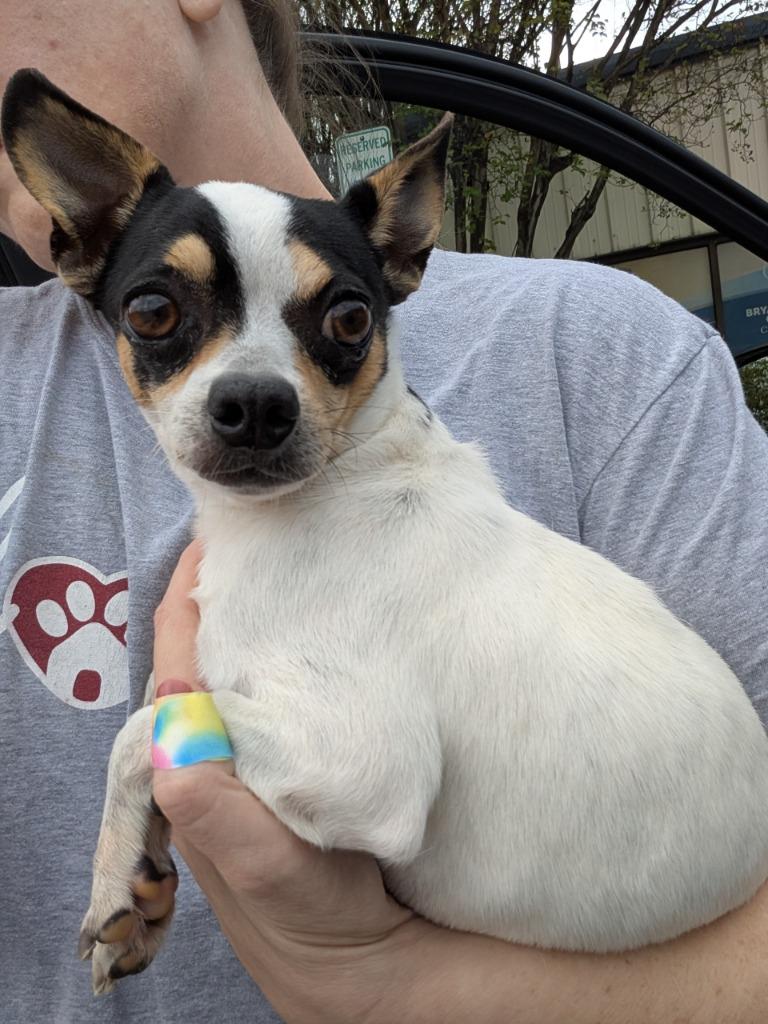 Snoopy, a Adoptable mixed breed in Bryan, TX image 3/6