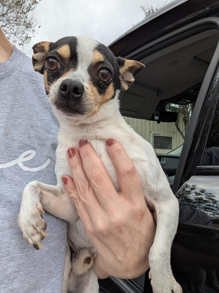 Enlarge Snoopy, a Adoptable mixed breed in Bryan, TX image 5/6