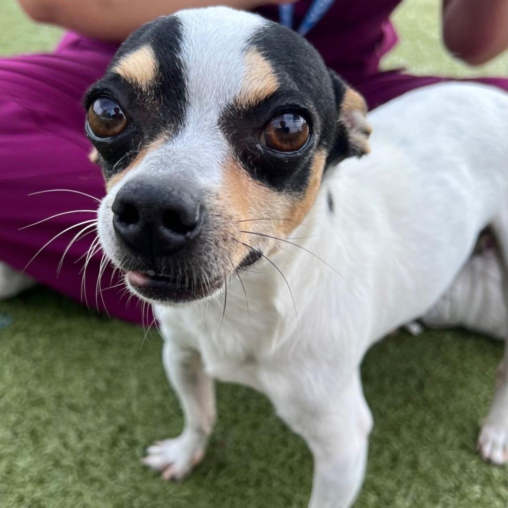 Snoopy, a Adoptable mixed breed in Bryan, TX image 6/6