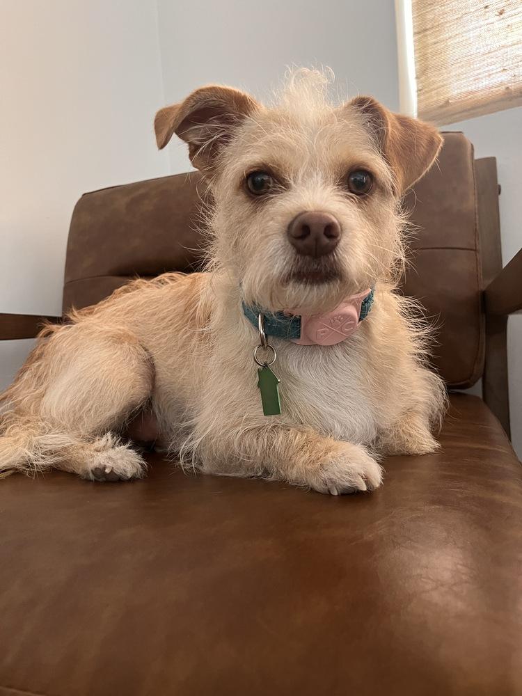 Cheese, Adoptable, Adult Male Mixed Breed.