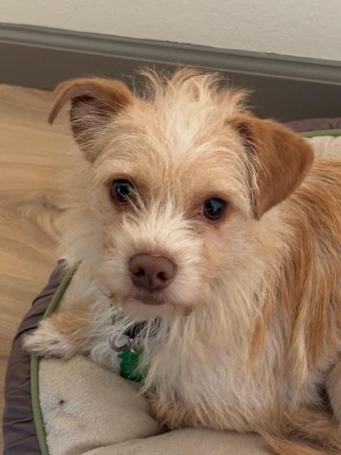 Enlarge Cheese, a Adoptable mixed breed in San Diego, CA image 2/6