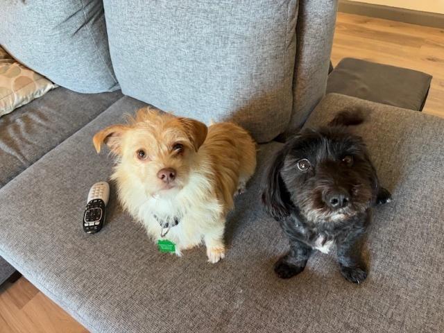 Enlarge Cheese, a Adoptable mixed breed in San Diego, CA image 4/6